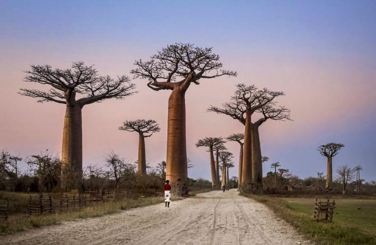 زیبا ترین جاده در ماداگاسکار