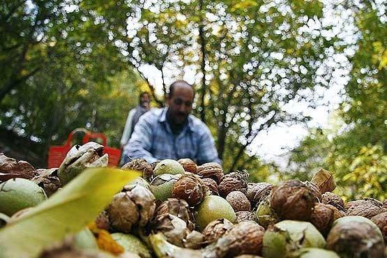امسال نیمی از گردوهای پارسال را نداریم سال جاری نیمی از گردوهای پارسال را نداریم