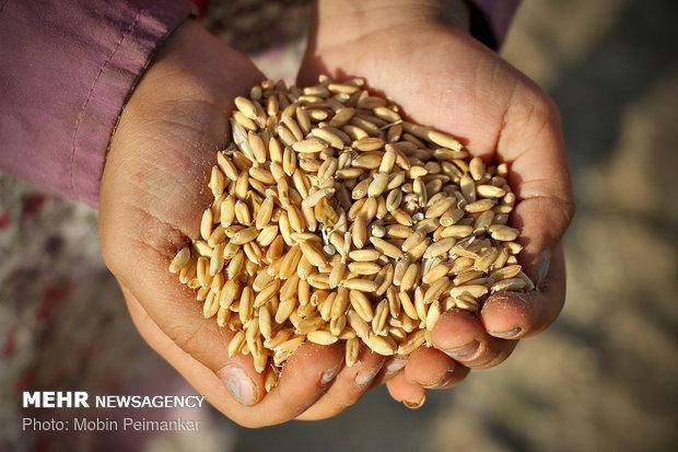 11 هزار و 900 تن بذر گندم بین کشاورزان استان قزوین توزیع می گردد