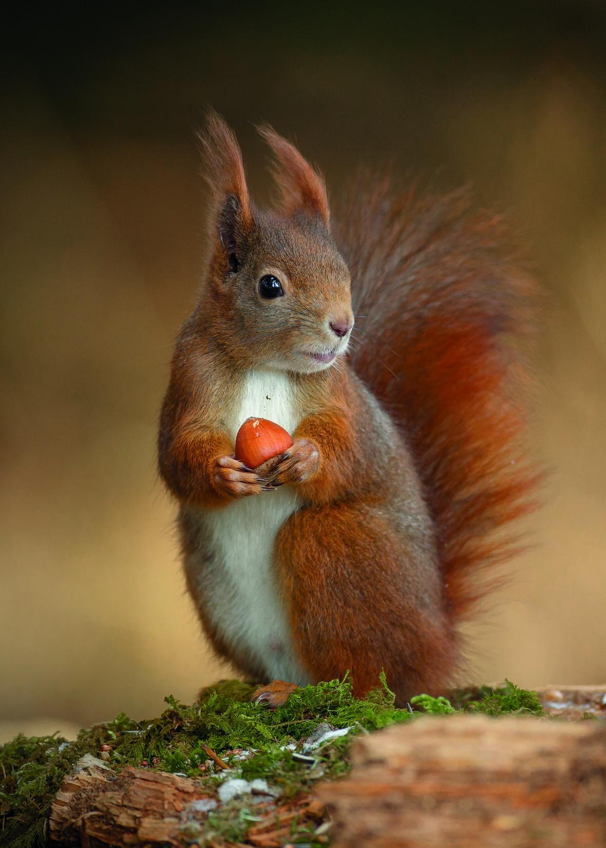 آشنایی با سنجاب قرمز (Sciurus vulgaris)