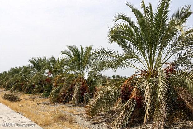 توسعه باغات در استان بوشهر ممنوع است، احداث 12 سد جدید