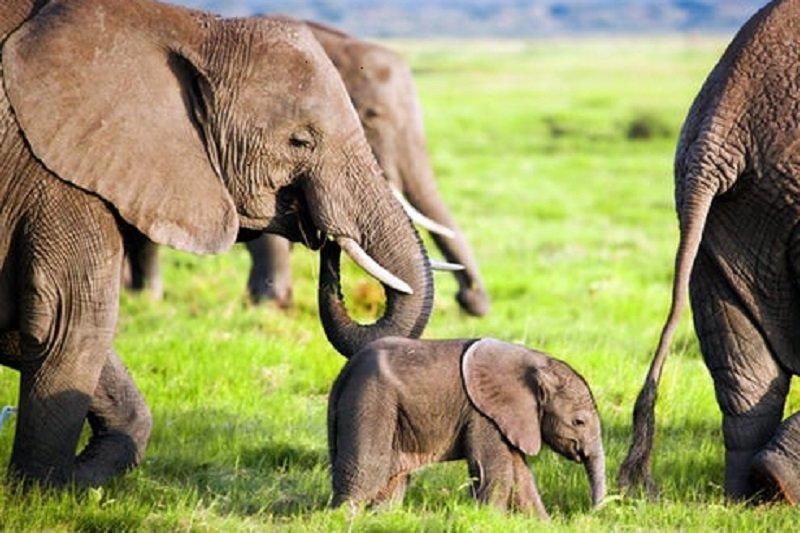 کاهش 60 درصدی جمعیت حیات وحش دنیا