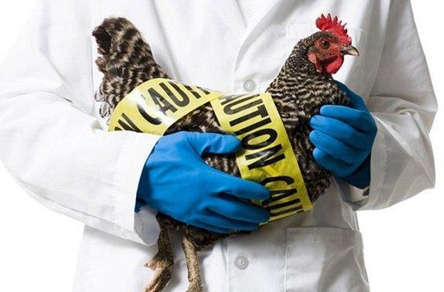 جمعه بازاری که شاید مرغ هایش آنفلوآنزا بگیرند