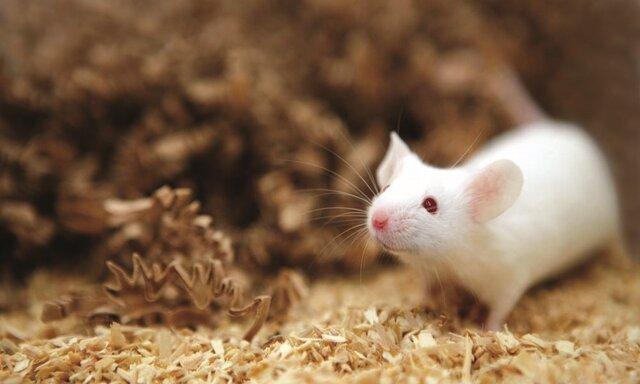موفقیت محققان کشور در فراوری موش های هموفیلی، کوشش برای توسعه روش های ژن درمانی