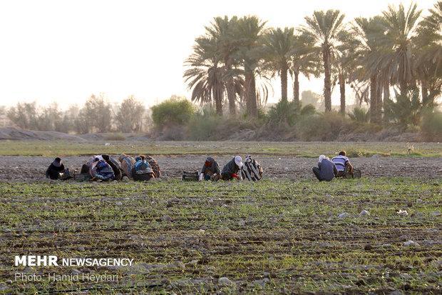 جاده بین مزارع کشاورزی در بوشهر گسترش می یابد
