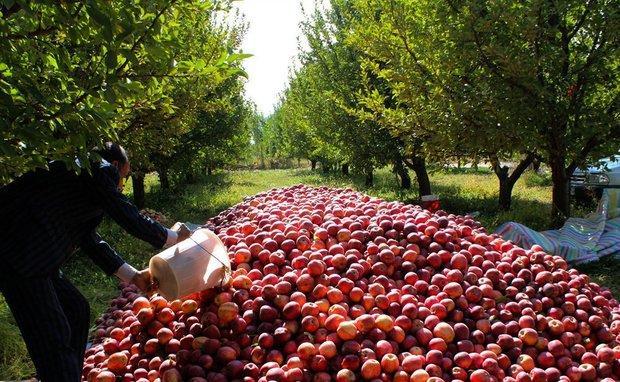 خاتمه واردات سیب نوروزی به خوزستان
