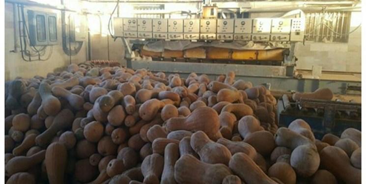 استفاده محققان ایرانی از روغن کدو برای برطرف بیماری های مردان