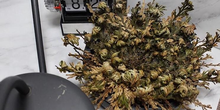 گیاه صحرایی که پس از مرگ، زنده می شود