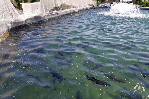 تخلیه اضطراری ماهی های یک مزرعه پرورش ماهی در فارسان