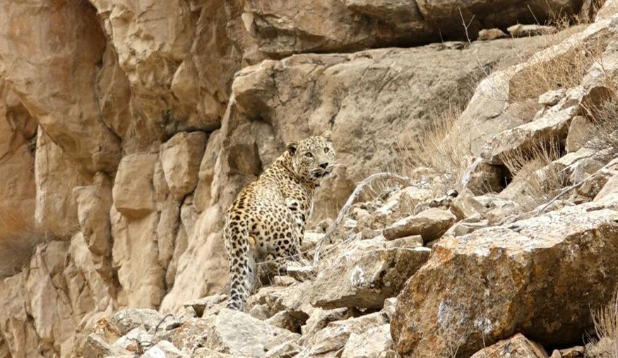 رها سازی پلنگ پارک ملی تندوره