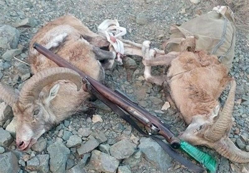 کشف اجزاء و لاشه دو رأس کل و بز وحشی در مشهد