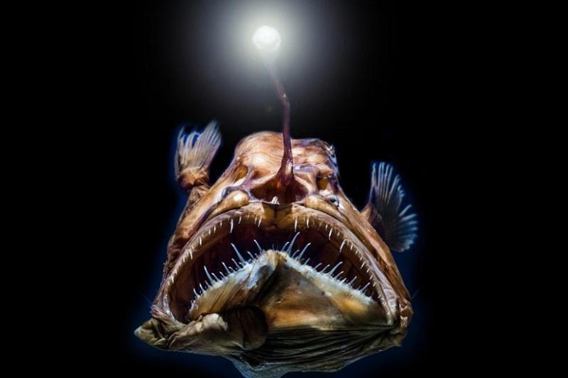 بینایی بسیار حساس ماهیان اعماق دریا