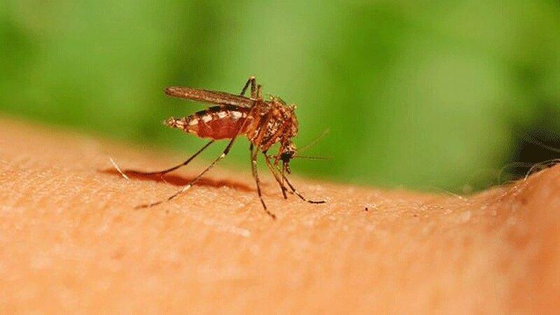 علت افزایش پشه ها