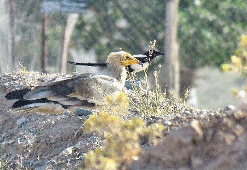نخستین حضور یک پرنده کمیاب در معرض انقراض در خلیل آباد ثبت شد