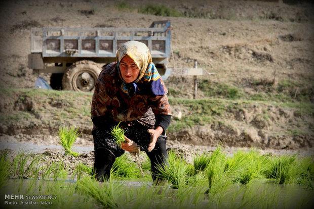 انتقاد انجمن برنج از بی برنامگی وزارت جهاد