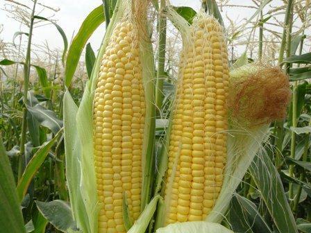 کاهش سطح زیرکشت ذرت در ایرانشهر