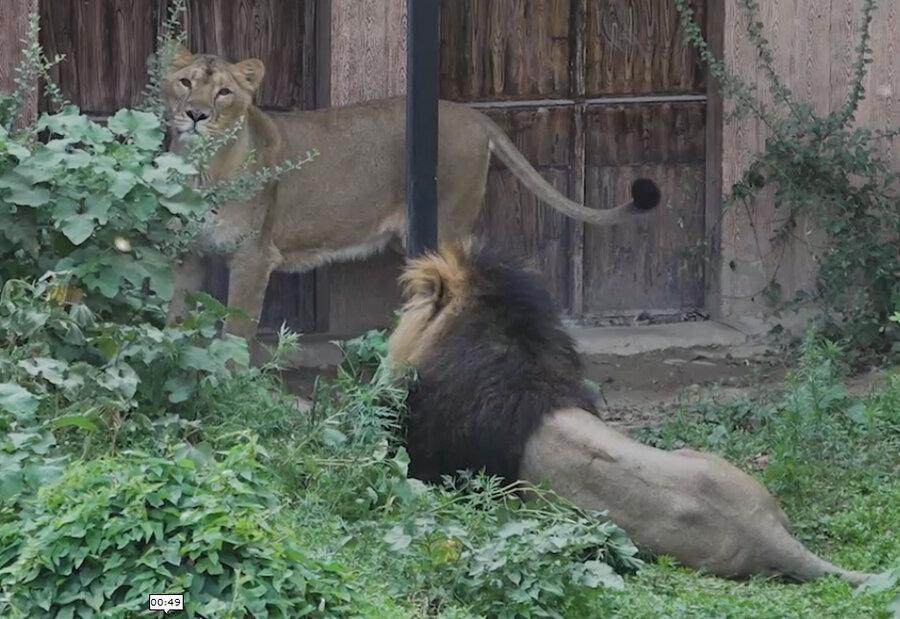 فیلم، همزیستی شیرهای ایرانی باغ وحش ارم