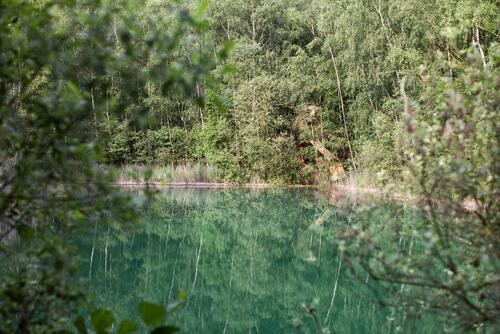 خلاقیت های پنهان هنرمند بلژیکی در جنگل