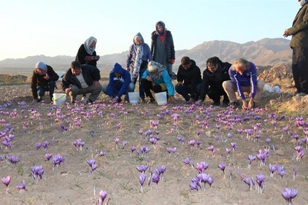 گردشگری کشاورزی موجب رونق تولید زعفران در خراسان رضوی می گردشگری کشاورزی موجب رونق فراوری زعفران در خراسان رضوی می گردد