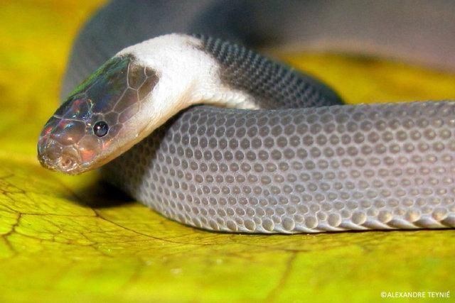 کشف 163 گونه جدید جانوری در فلات مکونگ