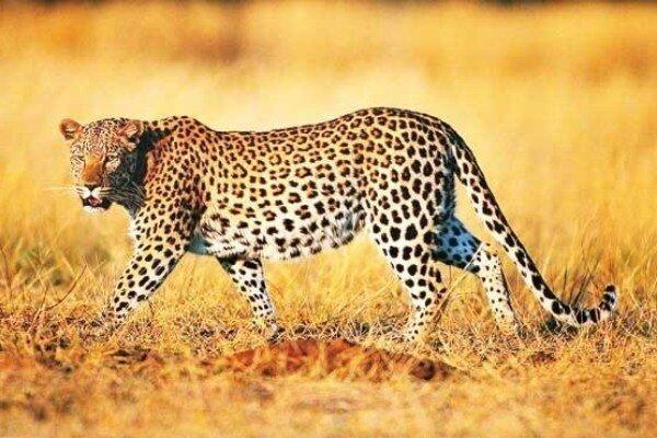 افزایش حراست از پلنگ های ماسال