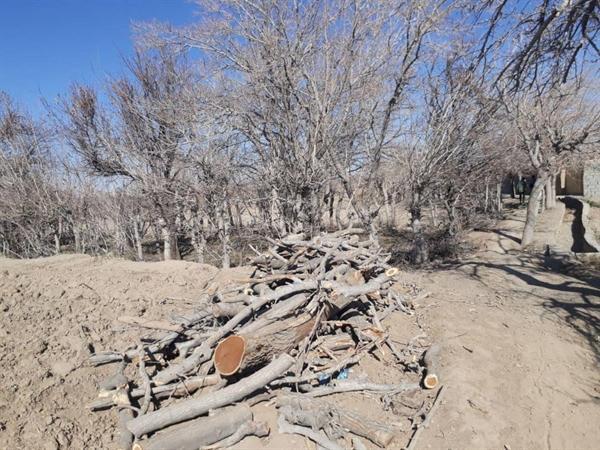صدور دستور پیگیری قطع درختان راستا قنات جهانی قصبه توسط دادستانی
