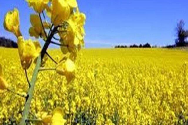 کشت 15 هزار هکتار کلزا در خراسان شمالی طی سال زراعی جاری کشت 15 هزار هکتار کلزا در خراسان شمالی طی سال زراعی جاری