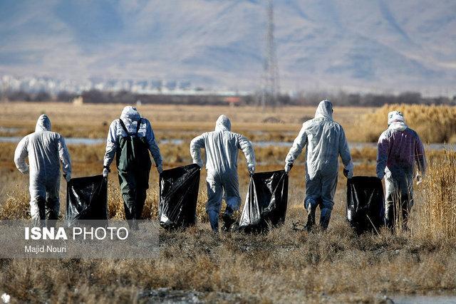 موردی از آنفلوانزای فوق حاد پرندگان در اصفهان ثبت نشده است موردی از آنفلوانزای فوق حاد پرندگان در اصفهان ثبت نشده است