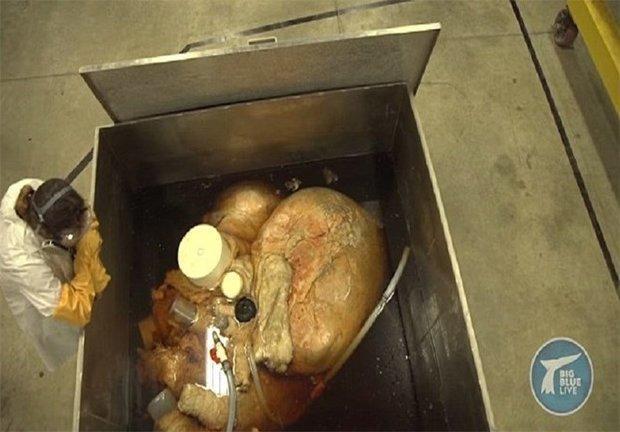 قلب بزرگ ترین موجود روی زمین به اندازه یک خودرو
