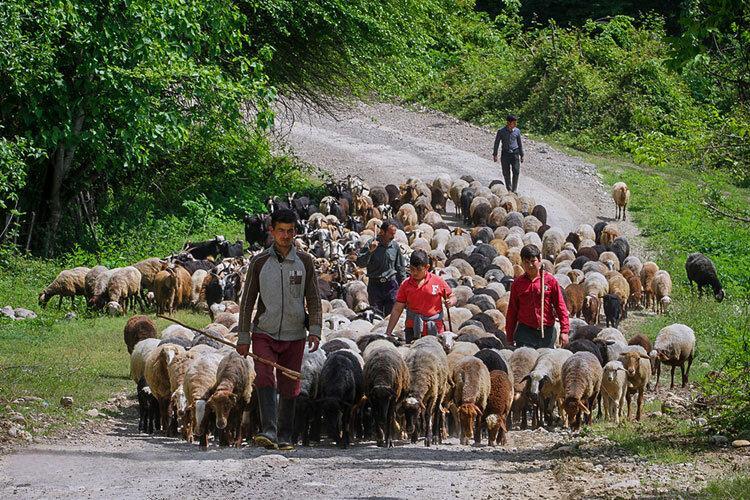 چراغ های روشن زندگی عشایر در مازندران چراغ های روشن زندگی عشایر در مازندران