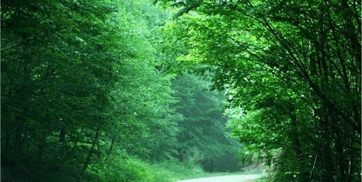 کشف راز همزیستی گونه ها در جنگل های نیمه گرمسیری