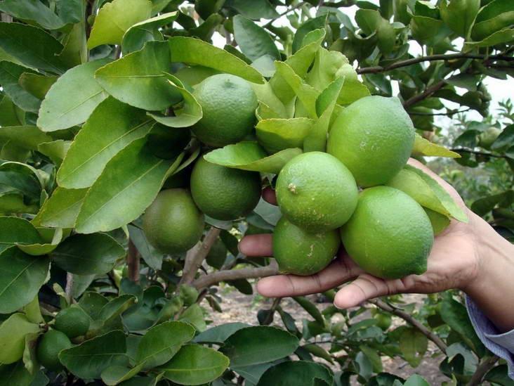 فراوری 53 هزار تن لیمو ترش از باغات کهگیلویه و بویراحمد
