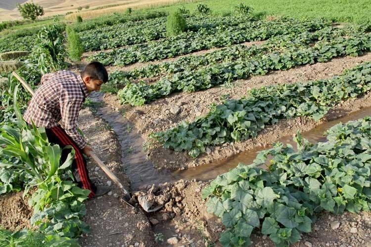 سایه سنگین کشاورزی سنتی بر دشت قزوین