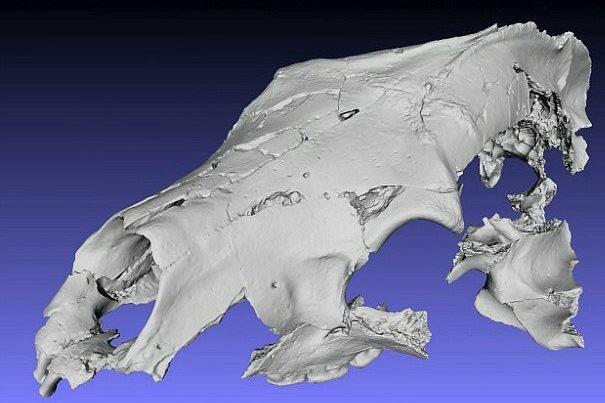 فسیل خرس 3.5 میلیون ساله با دندان پوسیده کشف شد!