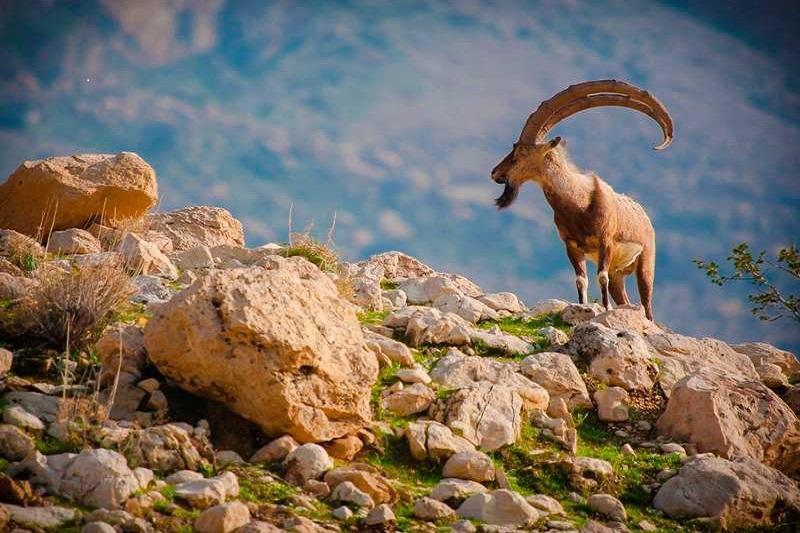 آغاز سرشماری پاییزه حیات وحش در مناطق زیست محیطی فارس آغاز سرشماری پاییزه حیات وحش در مناطق زیست محیطی فارس