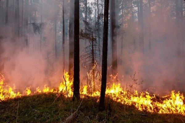 افزایش تلفات آتش سوزی در استرالیا