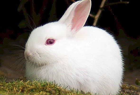 تماشای خرگوش چشم قرمز در موزه هفت چنار