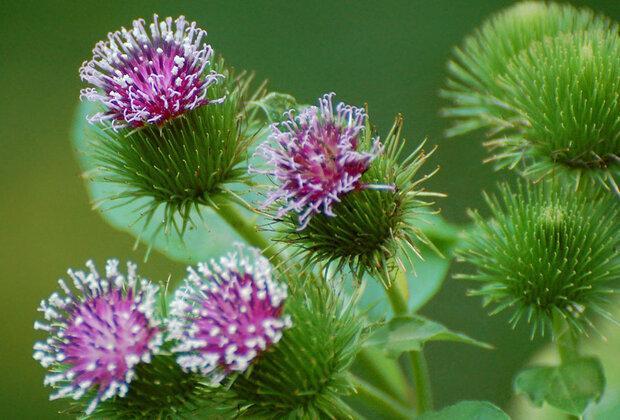 با بعضی خواص بابا آدم آشنا شوید
