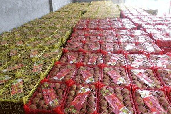 صادرات 170 تنی محصولات کشاورزی به کشورهای آسیانه میانه صادرات 170 تنی محصولات کشاورزی به کشورهای آسیانه میانه