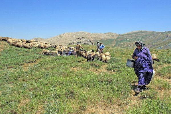 عشایر آذربایجان غربی سالانه 7500 میلیارد ریال کالا تولید عشایر آذربایجان غربی سالانه 7500 میلیارد ریال کالا تولید می کنند