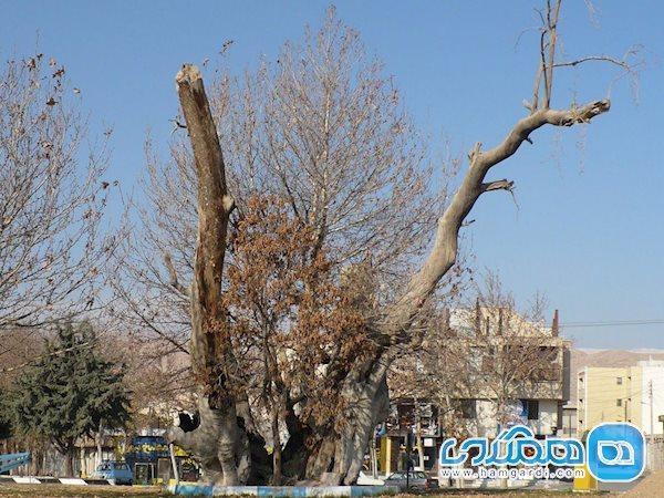 اتفاقی خوش برای چنار سوخته