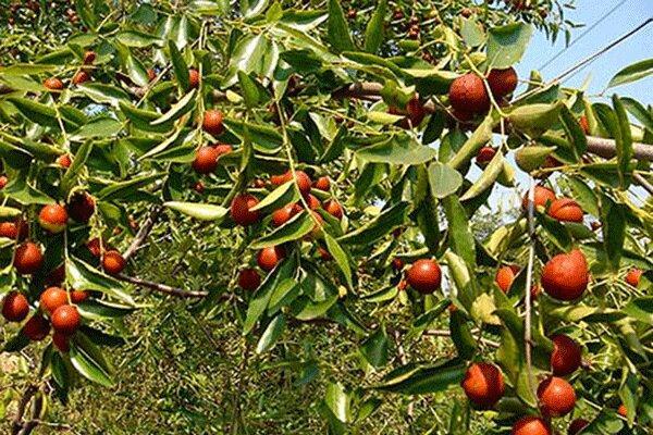 عناب؛ سازگار فوق العاده با شرایط سخت محیطی عناب؛ سازگار فوق العاده با شرایط سخت محیطی