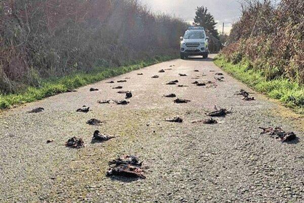 مرگ مرموز صدها پرنده در ولز