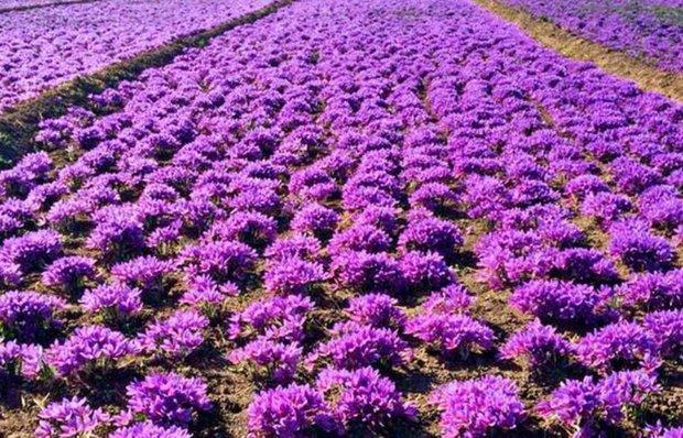 دزدی آشکار زعفران ایرانی در سکوت مسئولان دزدی آشکار زعفران ایرانی در سکوت مسئولان