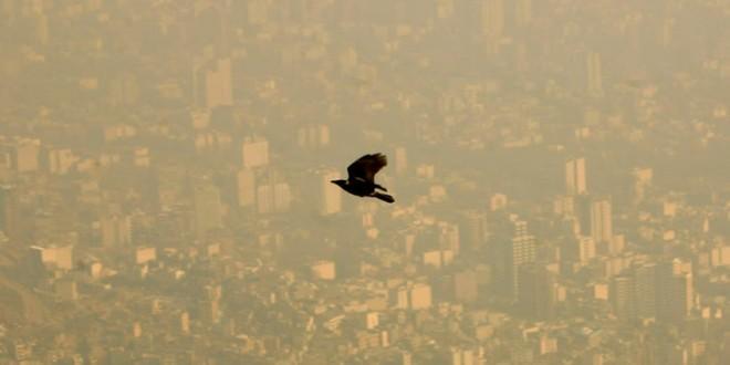 ماجرای فرار ده ها گونه پرنده از تهران به علت آلودگی هوا، چرا گنجشک ها از پایتخت آلوده نمی فرایند؟
