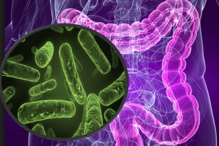 میکروب های روده در پیشگیری از بیماری ها چه نقشی دارند؟