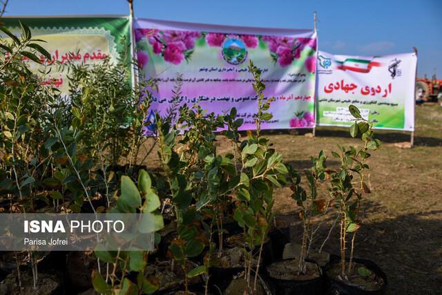 کاشت 30 هزار اصله درختچه تاغ در جهت رفسنجان -کرمان