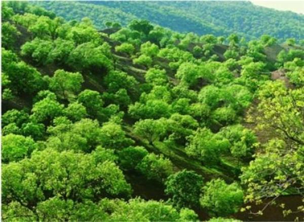 افزایش جنگل های همدان به 700 هکتار افزایش جنگل های همدان به 700 هکتار