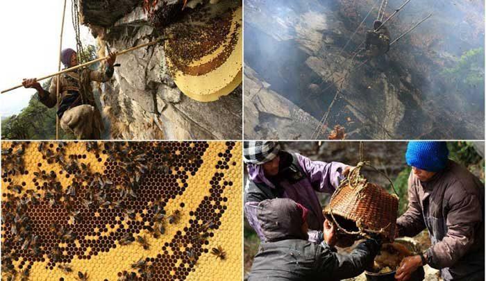 یک تور گردشگری خاص برای علاقه مندان به دیدن روش کامل برداشت عسل در هیمالیا!، تصاویر