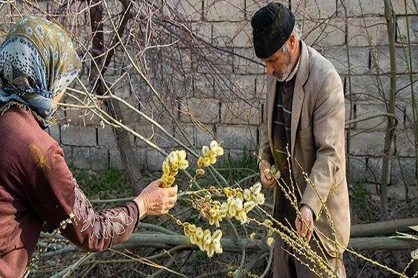 رویش شکوفه های طلایی بیدمشک؛ نویدبخش بهار